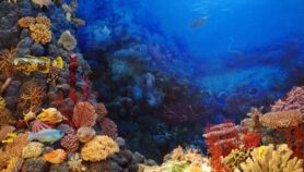 达到气候目标不会节省珊瑚 - 学习