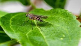 Invasive weed could fuel malaria transmission