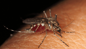 一代游戏:gene-edited蚊子对抗疟疾