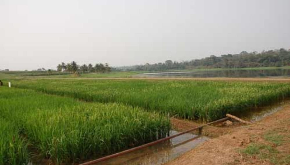 Irri-Warda苗圃中的混合水稻植物