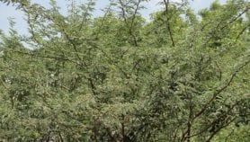 Alien tree threatening livelihoods mapped in Ethiopia
