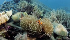 Indian Ocean warming reduces marine life by 20 per cent“class=