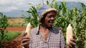 Smallholders gaining from nitrogen-efficient maize