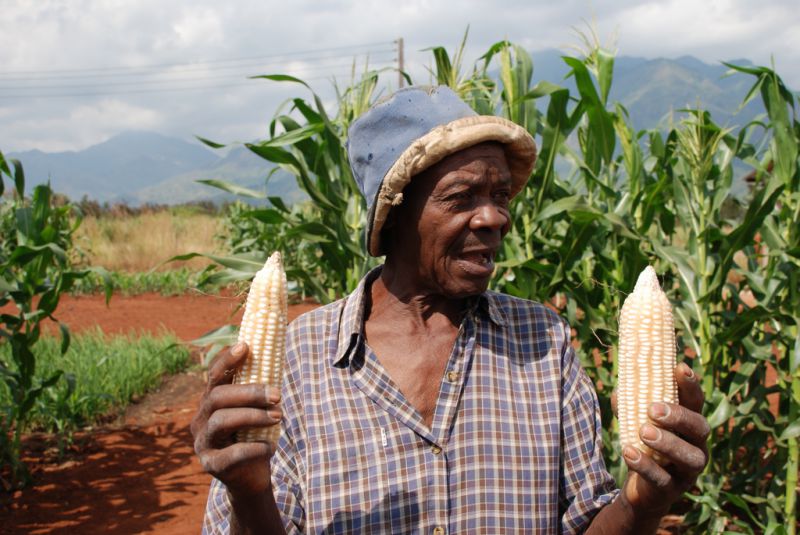 坦桑尼亚摩洛哥的农民