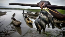 病毒性疾病在罗非鱼威胁粮食安全