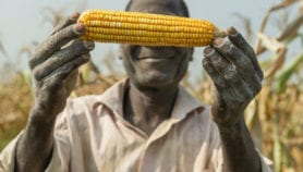延迟使用通用农作物使非洲失去利益