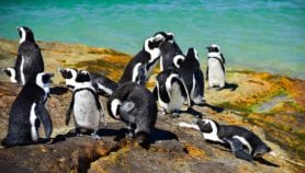 Penguins’ behaviour could aid fisheries management“class=