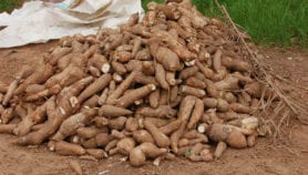 中非木薯种植的新黎明