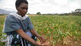 Q&A: Promoting gender and agriculture research