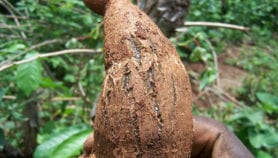 针对致命木薯病毒发现的遗传标记