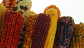 非洲小农获得耐心的玉米