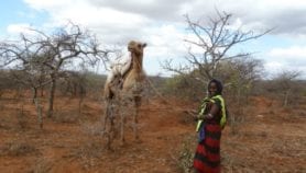 Drought ravaging trees for birth control in Kenya