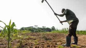 提升小农户手机访问以获得更好的作物产量