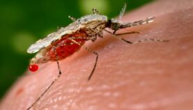 Malaria mosquito thriving in cities