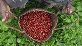 “重新发现”咖啡可以提高农民的生计
