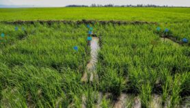 水稻养殖创新创造了循环经济