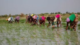非洲的大米农场村庄更容易容易疟疾