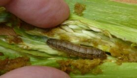 Forecasting tool finds best time to fight fall armyworm“class=