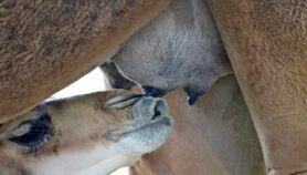非洲处于从骆驼牛奶中获利的主要位置