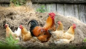 气候顺应农村鸡的基因