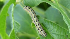 New tech fights fall armyworm by letting offspring die“class=