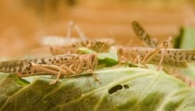 蝗虫入侵产生新的食物威胁
