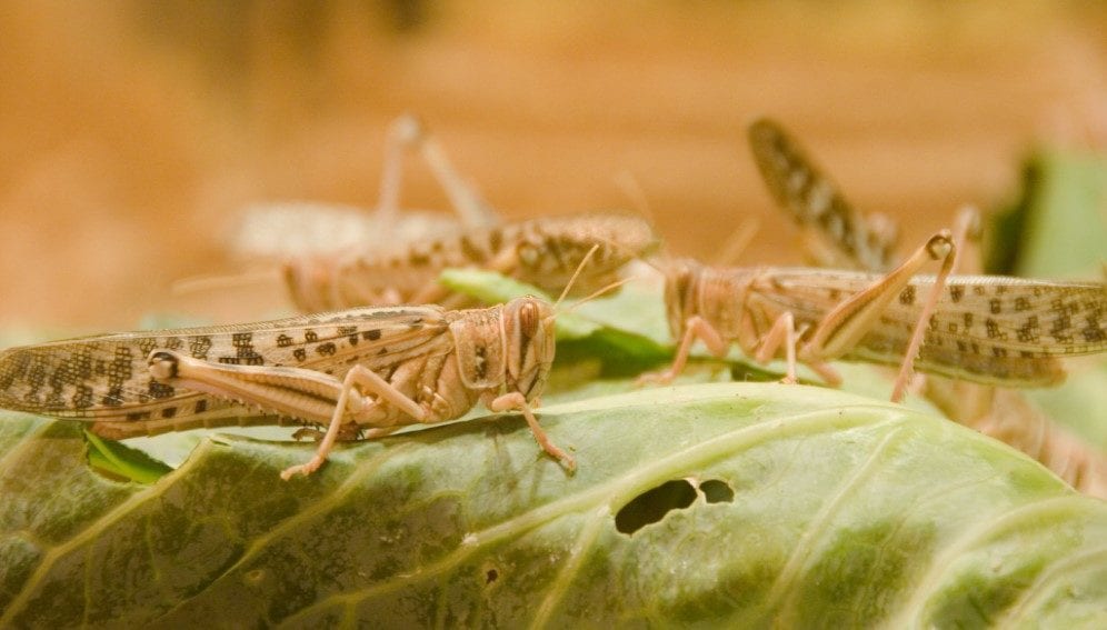 grasshoppers“itemprop=