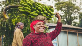 工程非洲的香蕉未来